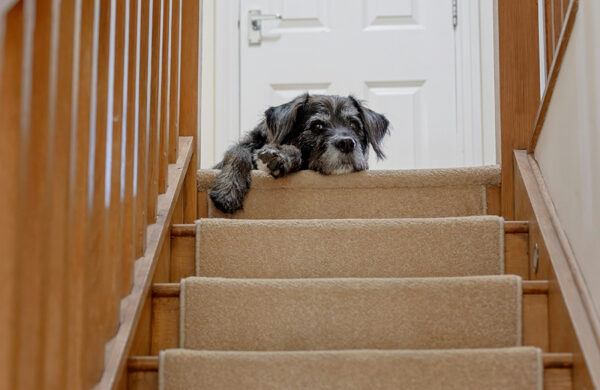 Dogs and stairs