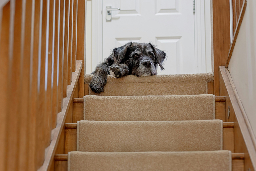 Dogs and stairs